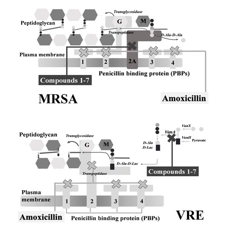 Graphical Abstract